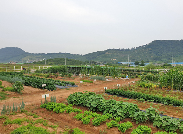 池原M-TECHの週末農場