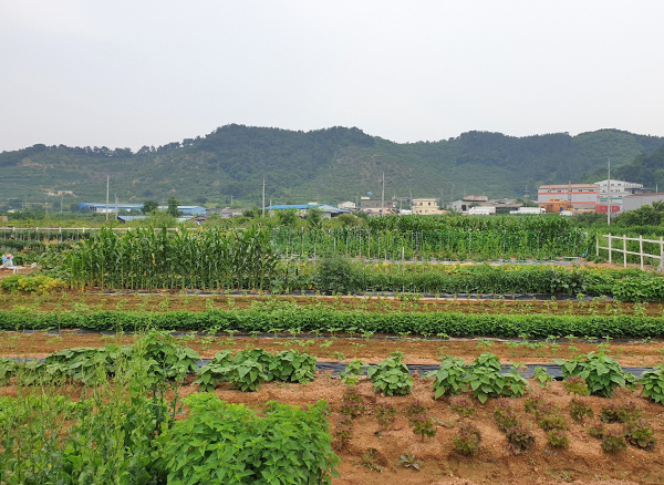 지원엠텍 주말농장